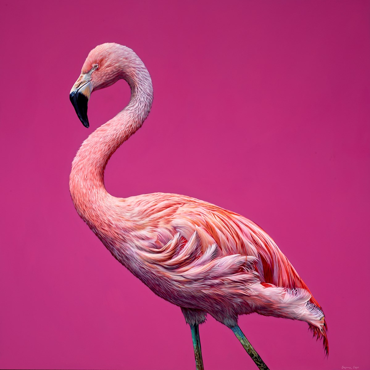 Flamingo II